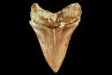 Serrated, Fossil Megalodon Tooth - Indonesia #148966-1